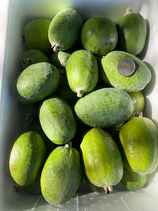 FEIJOA 5KG - XLARGE