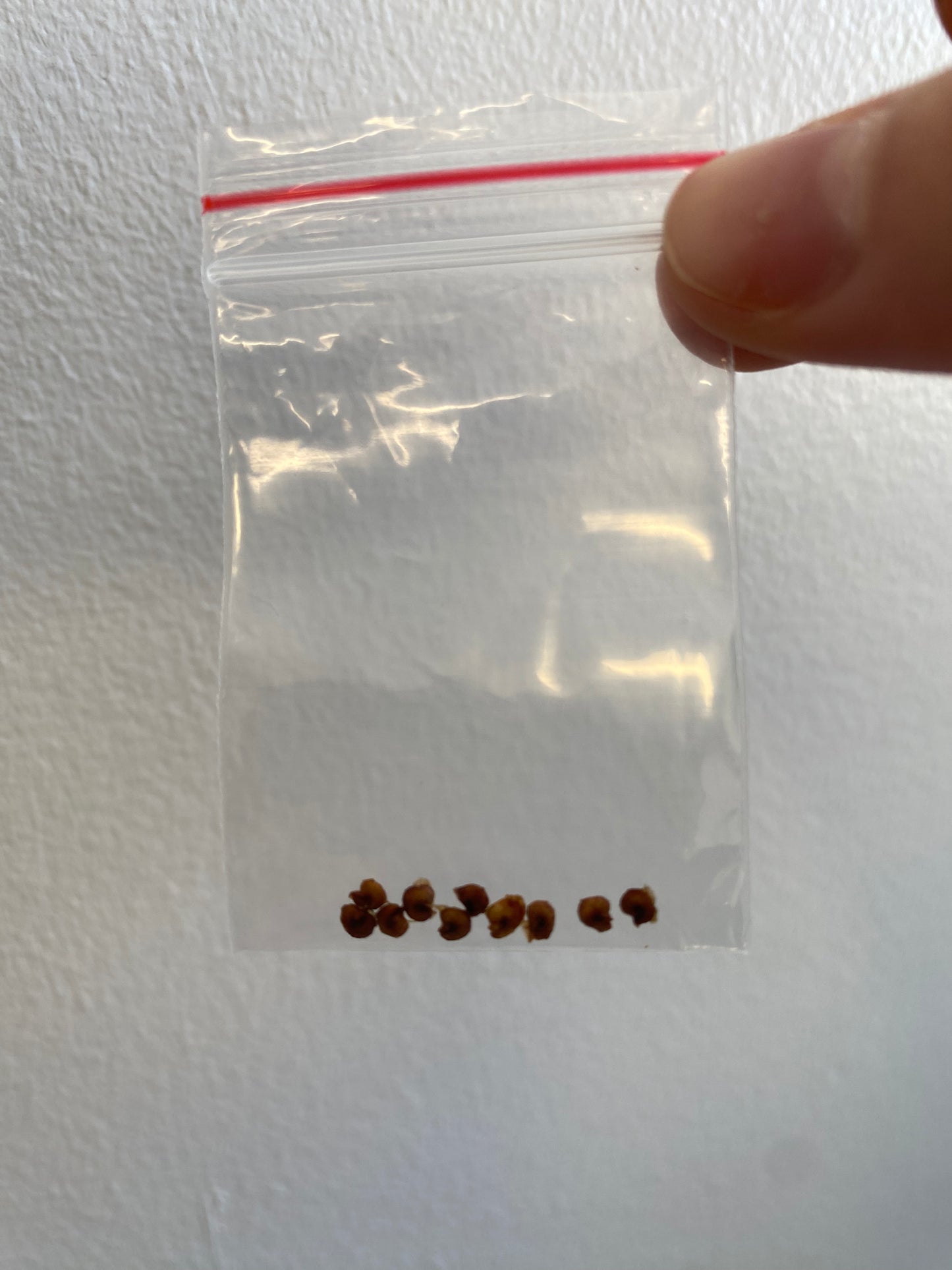 FEIJOA SEED