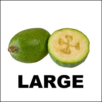FEIJOA 5KG - LARGE (WA)
