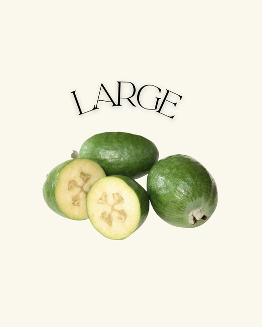 FEIJOA 5KG - LARGE (WA)