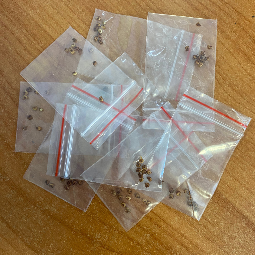 FEIJOA SEED