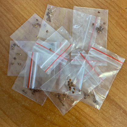 FEIJOA SEED